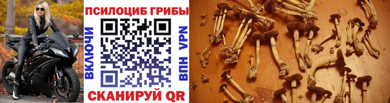 Галлюциногенные грибы ЛСД  Купить где  Жуков 